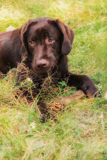 Raça de cão Labrador Retriever no campo. Cachorro correndo na grama verde. Cão ativo ao ar livre.