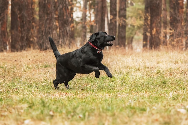 Raça de cão Labrador Retriever no campo. Cachorro correndo na grama verde. Cão ativo ao ar livre.