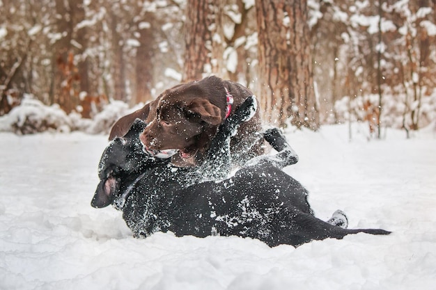 Raça de cão labrador retriever no inverno. Cachorro correndo na neve. Cão ativo ao ar livre.