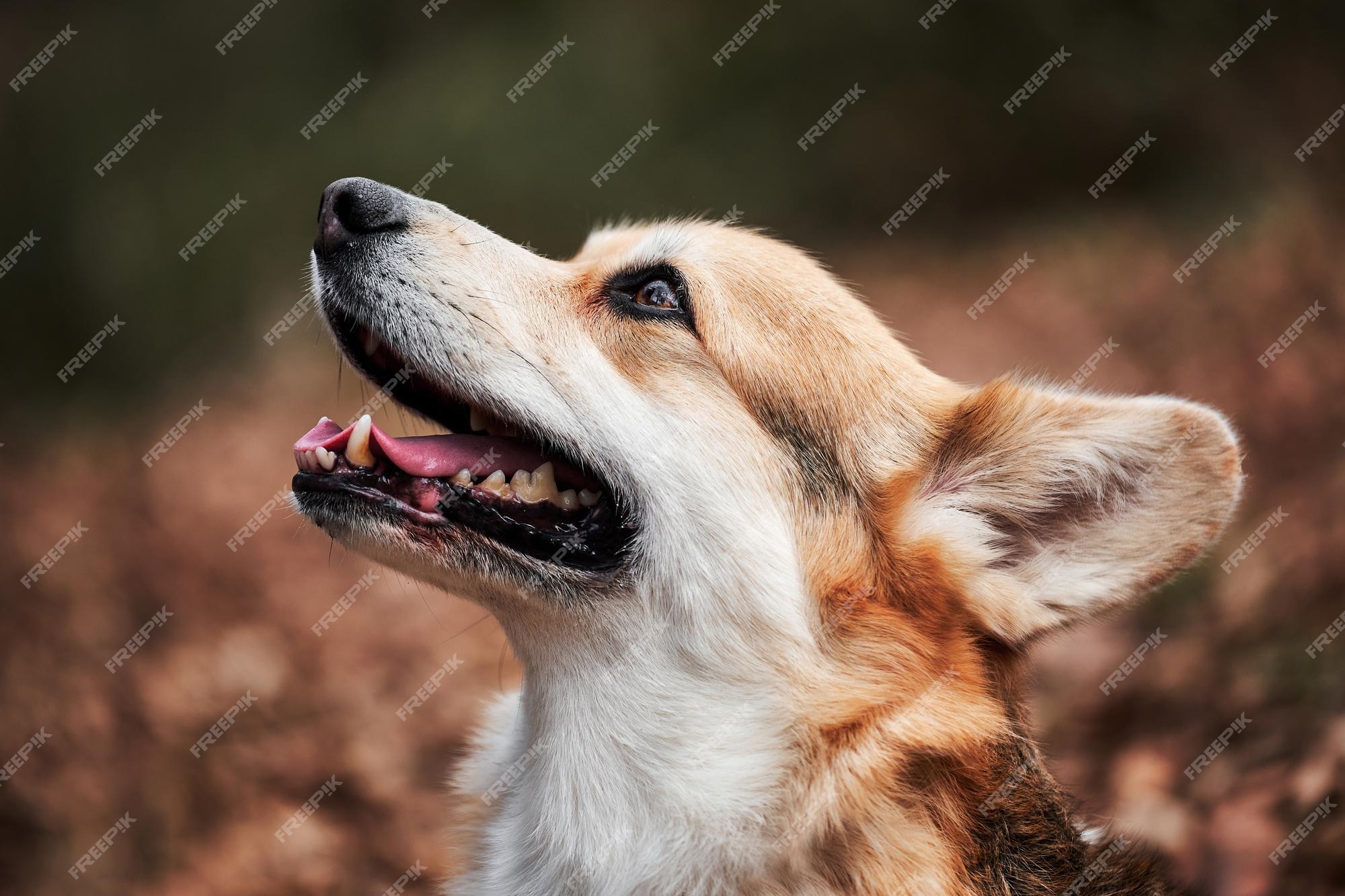 Raça de cão pastor inglês é a menor do mundo