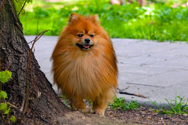 Raça de cão pomeranian spitztype caminha no parque