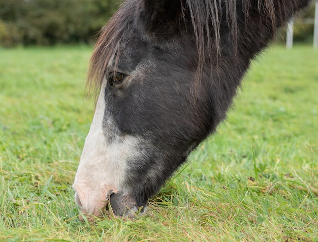 Raça de cavalo Gypsy Vanner pastando