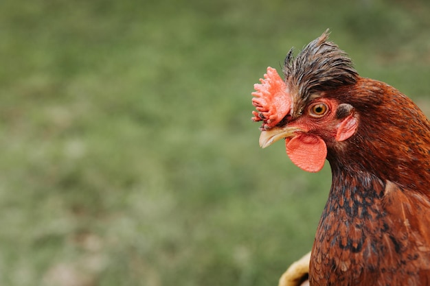 Raça de galinha vermelha isolada em uma fazenda orgânica