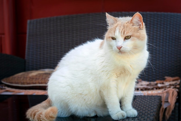 Raça de gato branco (Turkish Van) senta-se de perto na rua...