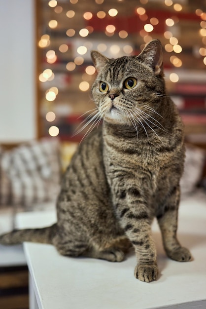 Raça de gato British Blue está em cima da mesa