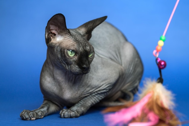 Raça de gato canadense Sphynx de gato conhecido por sua falta de pele