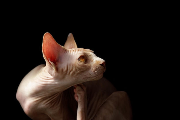 Raça de gato canadense sphynx em um preto