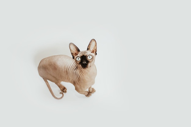 Raça de gato careca Sphynx canadense em um fundo branco