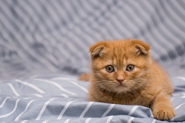 Raça de gato de orelhas caídas vermelhas