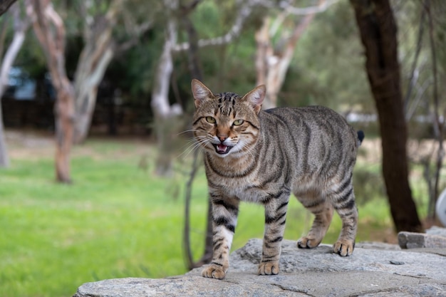 Raça de gato de pêlo curto doméstico abandonada Desfocar o fundo da natureza