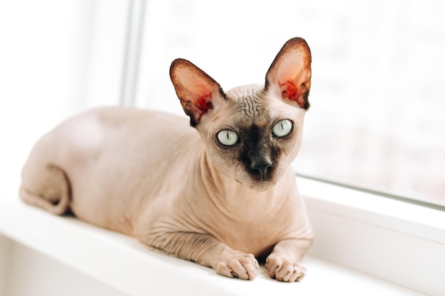 Raça de gato sem pelo Sphynx canadense sentado e olhando para a câmera