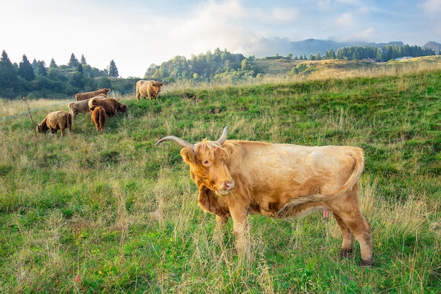 Raça de vaca highland em pastagem de montanha