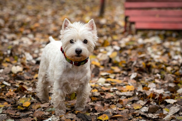 Raça do cão West Highland White Terrier ou Vesti. Close-up no fundo de folhas caídas..