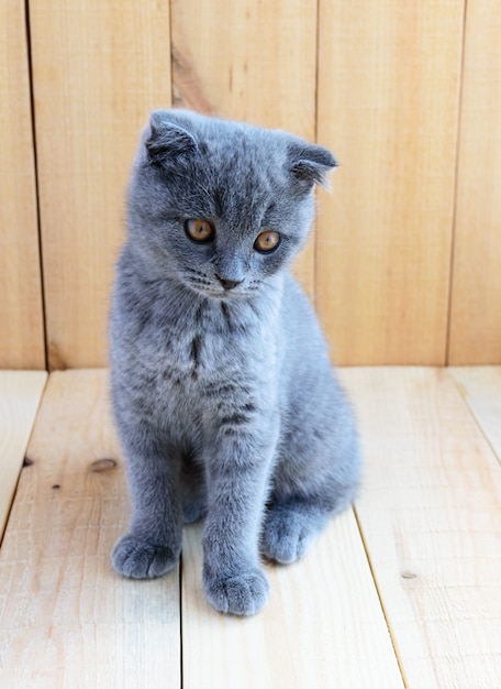 Raça escocesa de gatinho com orelhas cortadas. Assista com atenção.