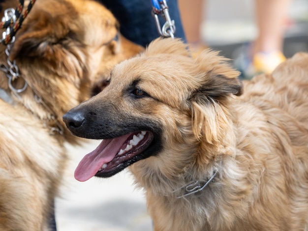 Raça espanhola de cão pastor Garafian e raça nativa da ilha de La Palma nas Ilhas Canárias