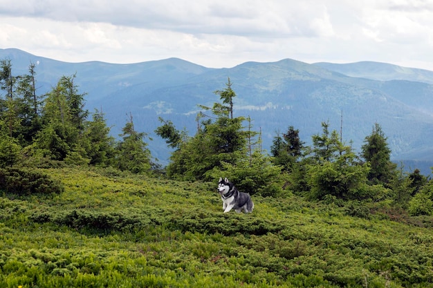 Raça husky de cão lobo cinzento saltando entre colinas de montanha e prado nas montanhas