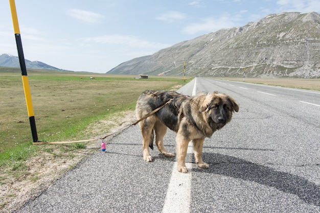 Raça misturada na estrada na montanha