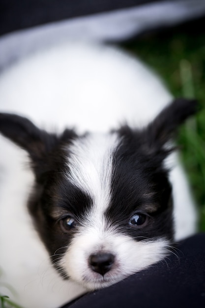 Raça papillon cachorrinho brincando na grama do jardim