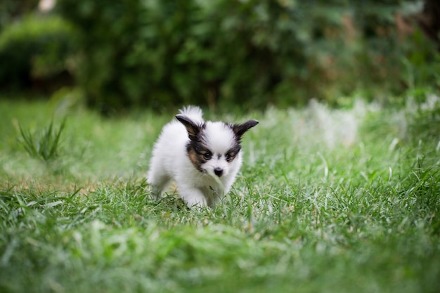 Raça papillon cachorrinho brincando na grama do jardim