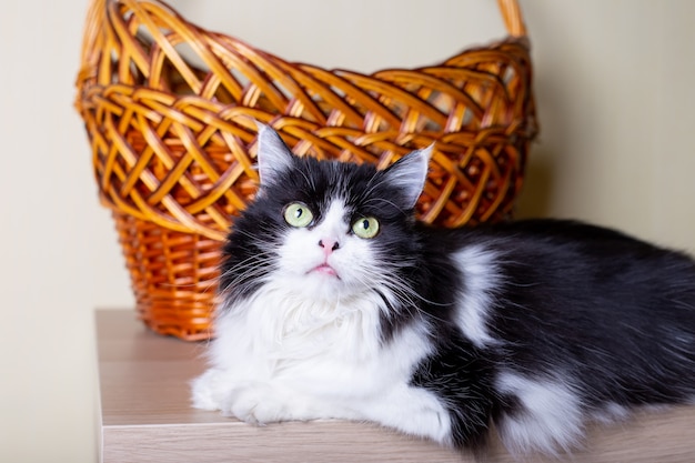 Raça persa de gato na parede da cesta. Cor preto e branco, olhos verdes. Metis. Fechar-se.