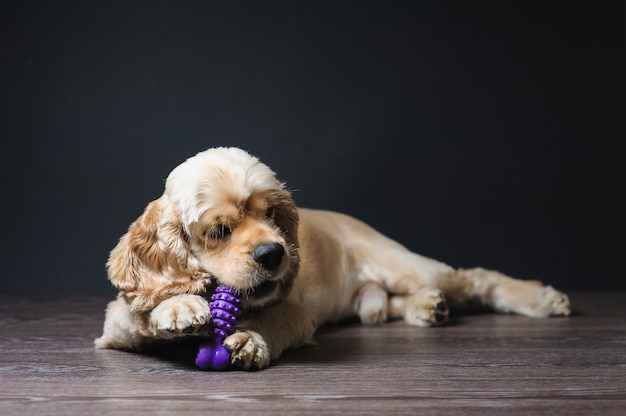 Raça pura cocker spaniel que joga com um brinquedo.