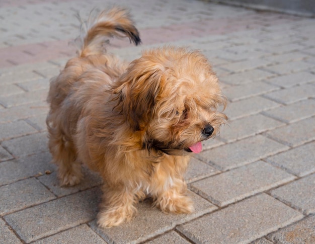 Raça russa cachorrinho colorido russo está sentado na Grécia