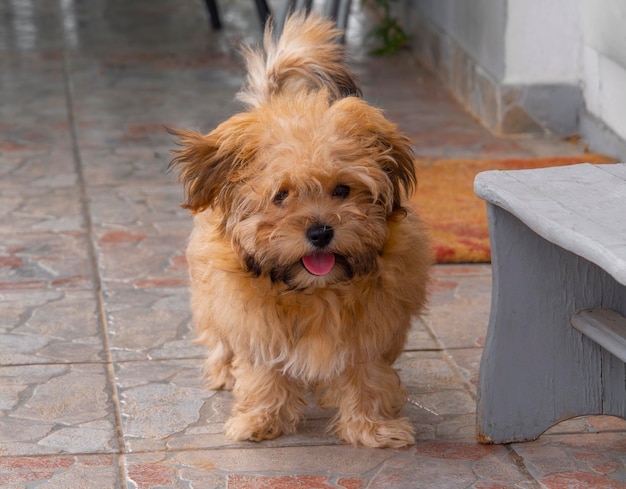 Raça russa cachorrinho colorido russo está sentado na Grécia