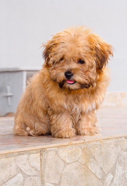 Raça russa cachorrinho colorido russo está sentado na Grécia