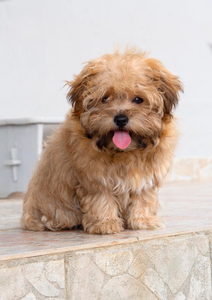 Foto raça russa cachorrinho colorido russo está sentado na grécia