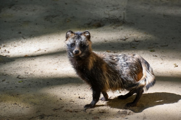 Raccon esperando por presas perto da lagoa