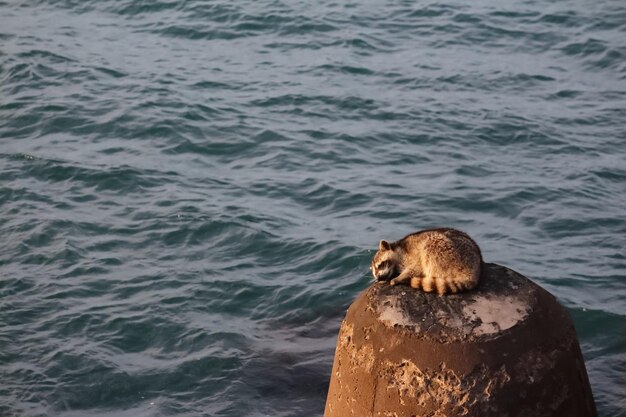 Foto raccoon com lesão física dormindo com vista para o mar