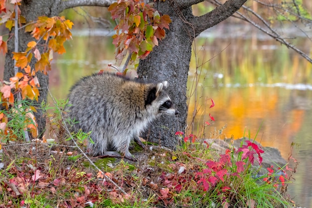 Raccoon fez uma pausa na shoreline com reflexões de outono