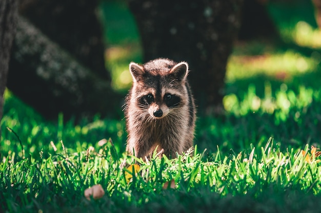 Raccoon In The Forest