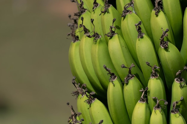Foto racimo de banano en el enfoque selectivo de banano