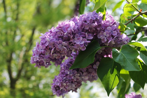 Un racimo brillante de lilas moradas se encuentra con el amanecer soleado