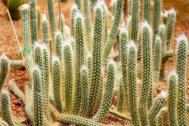 racimo de cactus en un jardín