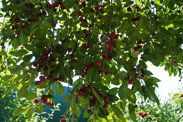 Racimo de cerezas Stella rojas oscuras maduras colgando de una rama de cerezo con hojas verdes y fondo borroso