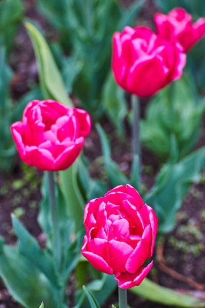 Un racimo de cuatro tulipanes rosados en el jardín
