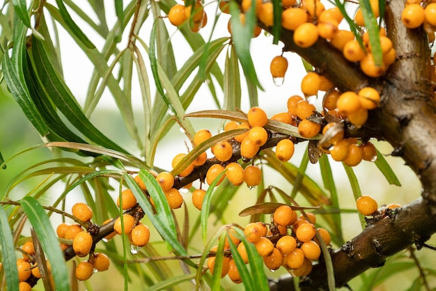 Racimo de diminutas bayas de espino amarillo maduras en las ramas de los árboles cosecha de otoño