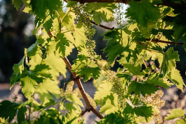 Racimo floreciente joven de uvas en la vid de uva en viñedo contra los rayos del sol