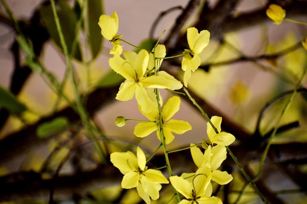 Un racimo de flores amarillas