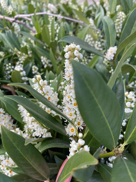 Foto un racimo de flores blancas con centros amarillos.