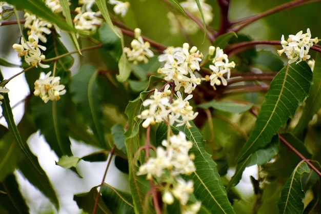 Un racimo de flores blancas