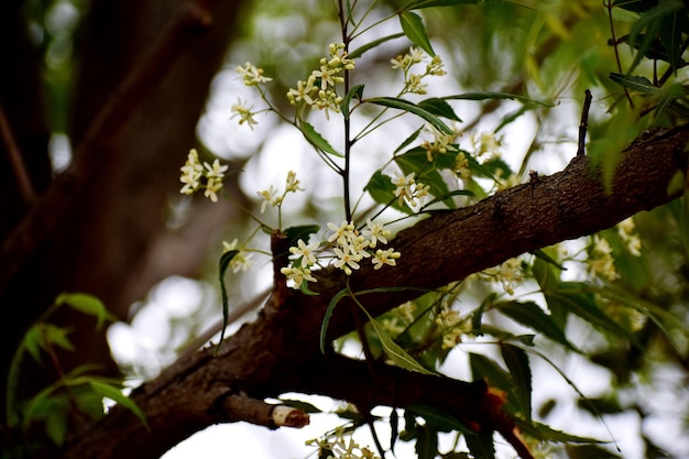 Un racimo de flores blancas