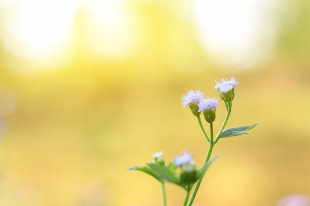 Racimo de flores purpúreas claras o cierre de la flor de la hierba para  arriba con el fondo de la falta de definición de la naturaleza. | Foto  Premium