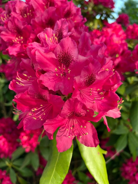 Foto racimo de flores de rododendro rosa flores de rododendro rosa