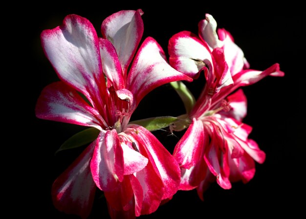 Racimo de flores rojo-blanco en el jardín