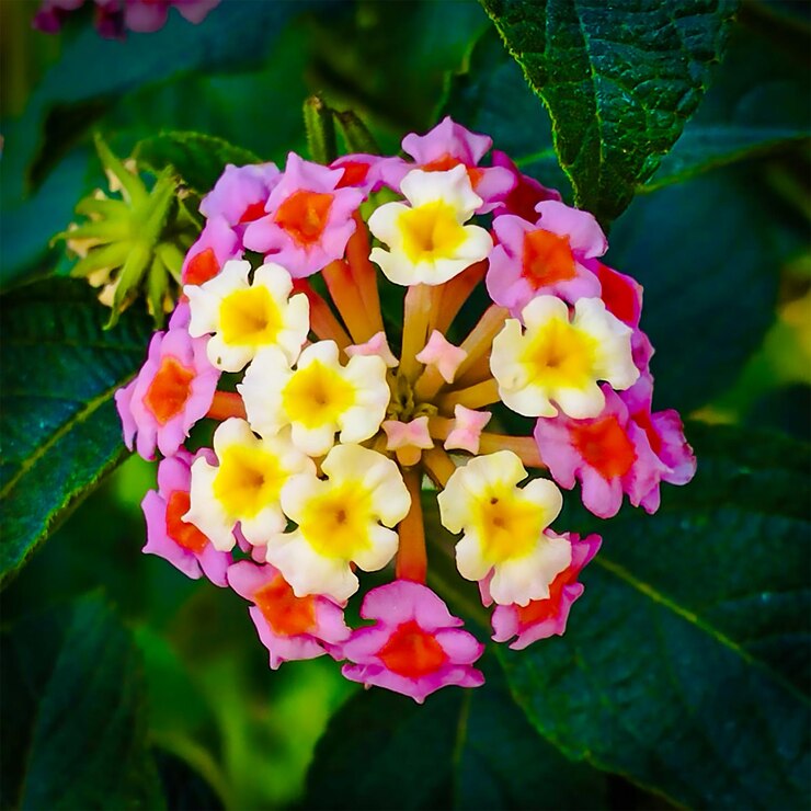 Un racimo de flores rosadas y amarillas con centros amarillos y una hoja verde.