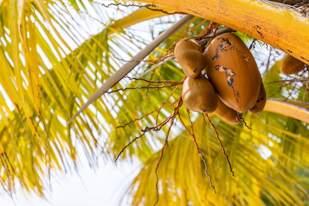 Racimo de fruta de coco verde en el árbol. Frutas tropicales, entorno natural.