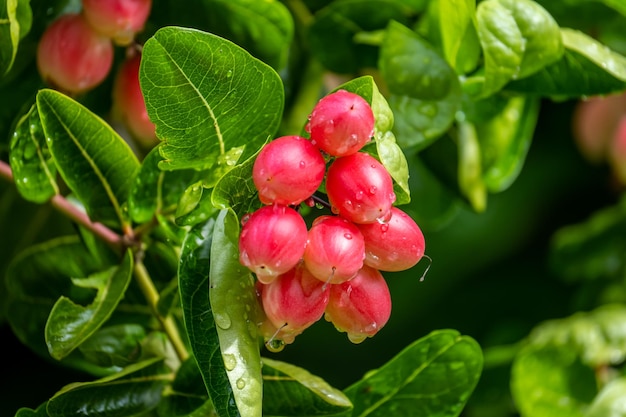 Racimo de grosellas de bengala o fruta tropical agridulce de Christ's Thorn en el árbol